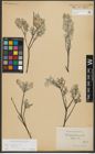 Foto von Salix repens subsp. repens L.